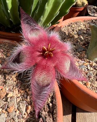 Talea stapelia hirsuta
