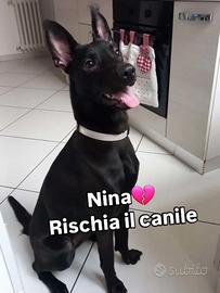 Nina