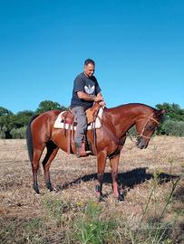 Cavallo Appendix