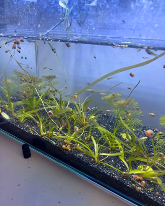 Lumache acquario