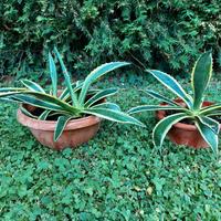 piante di agave