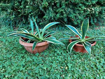 piante di agave