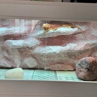 Teca per pogona