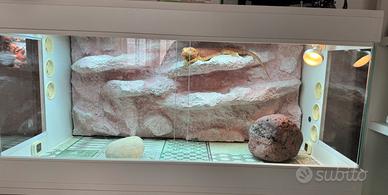 Teca per pogona