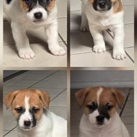 Cuccioli Jack Russell Terrier pelo liscio