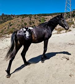 Cavallo puledro appaloosa