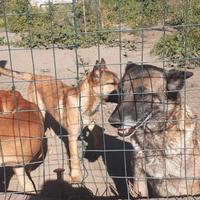 Regalasi cuccioli di cane lupo