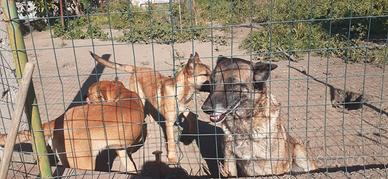 Regalasi cuccioli di cane lupo