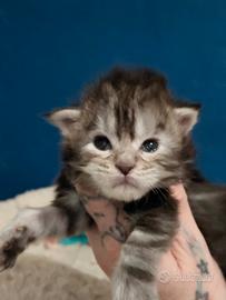 Cuccioli maine coon