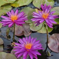 Piante e pesci da laghetto