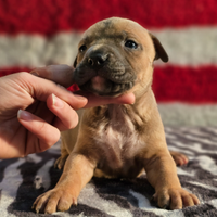 Cuccioli amstaff con pedigree enci