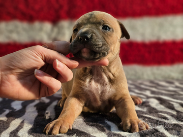 Cuccioli amstaff con pedigree enci