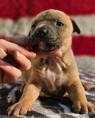 Cuccioli amstaff con pedigree enci