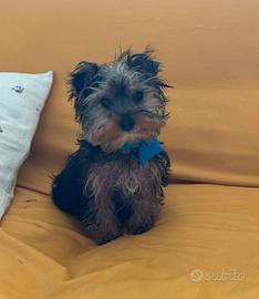 Yorkshire Terrier
