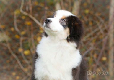 Cuccioli di pastore australiano