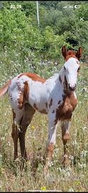 Puledra uguale