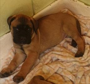 Bullmastiff