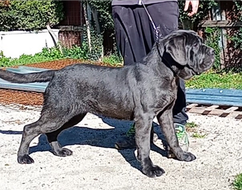 Mastino napoletano