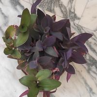 piante varie da 4E in su 4 piccole 10E a piant