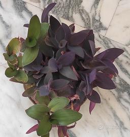 piante varie da 4E in su 4 piccole 10E a piant