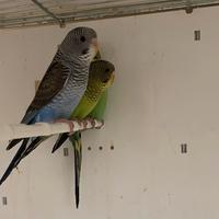 Cocorite ala nera bw