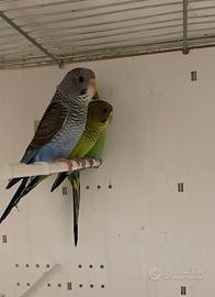 Cocorite ala nera bw