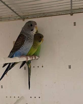 Cocorite ala nera bw