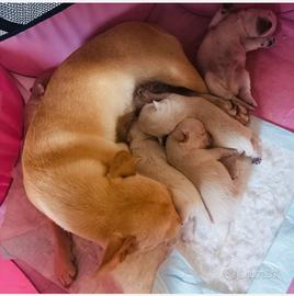 Cuccioli Chihuahua