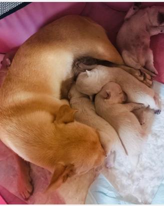 Cuccioli Chihuahua
