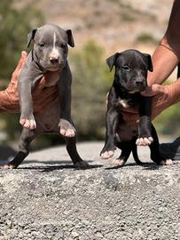 Pitbull