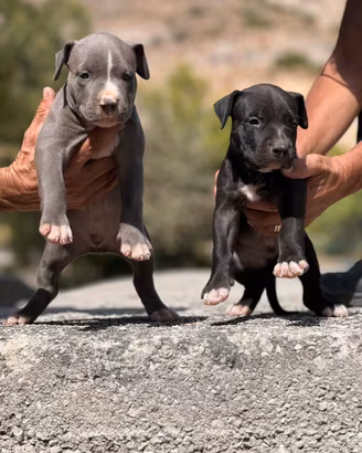 Pitbull