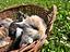 Immagine 4