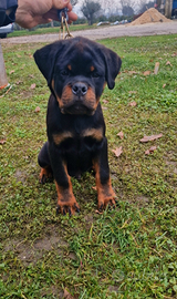 Cuccioli rottweiler con pedigree