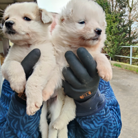 Pastore australiano x border collie