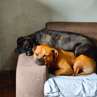 Cuccioli di incocio tra Pitbull e cane corso