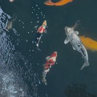 Koi sfoltimento koi pond