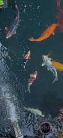 Koi sfoltimento koi pond