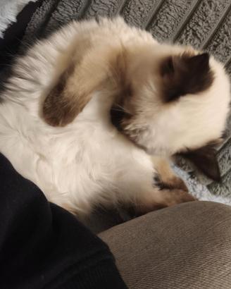 Siamese thai Seal point