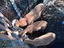 Immagine 5