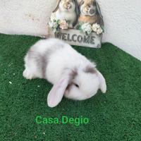 Coniglio ariete mini