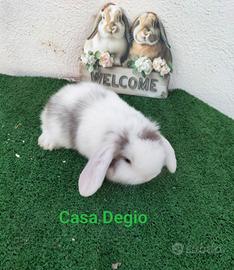 Coniglio ariete mini