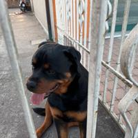 Rottweiler