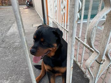 Rottweiler
