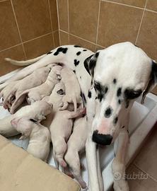 Dalmata cuccioli disponibili