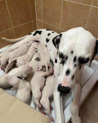 Dalmata cuccioli disponibili