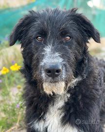 Cucciola abbandonata mix border collie
