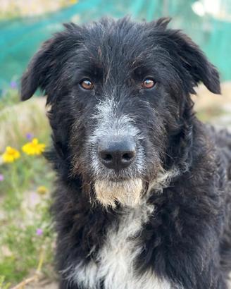 Cucciola abbandonata mix border collie
