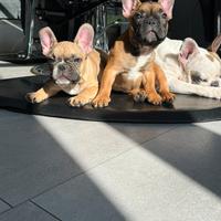 Bulldog Francese