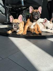 Bulldog Francese