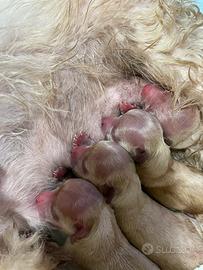 Maltipoo